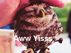 owl being petted [apologies for embedded caption] via https://www.playbuzz.com/jennifers/18-cutest-animal-reactions-to-humans-petting-them?utm_source=pinterest.com&utm_medium=ff&utm_campaign=ff